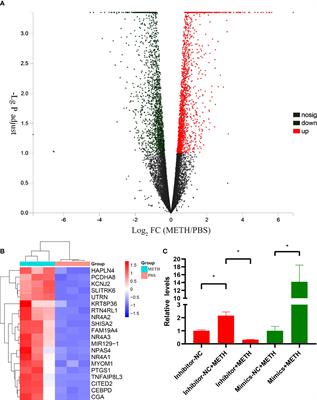 Regulation and bioinformatic analysis of circ_0015891/miR-129-1-3p axis in methamphetamine-induced dopaminergic apoptosis